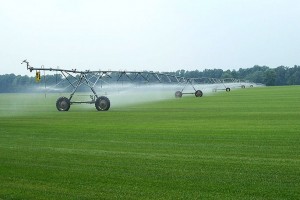 Conventional Sod(grass) Farm with sprinklers