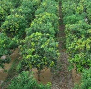 Mango Plantation